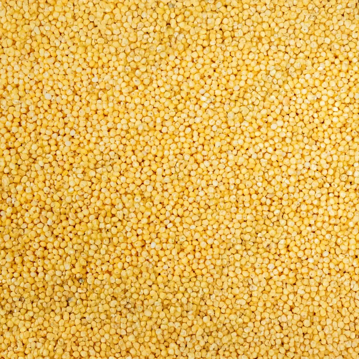 Foxtail Millet - Thinai