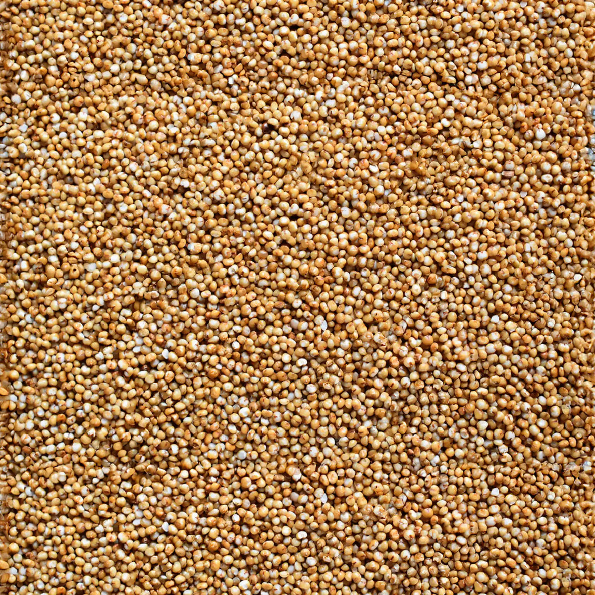 Kodo millet - Varagu