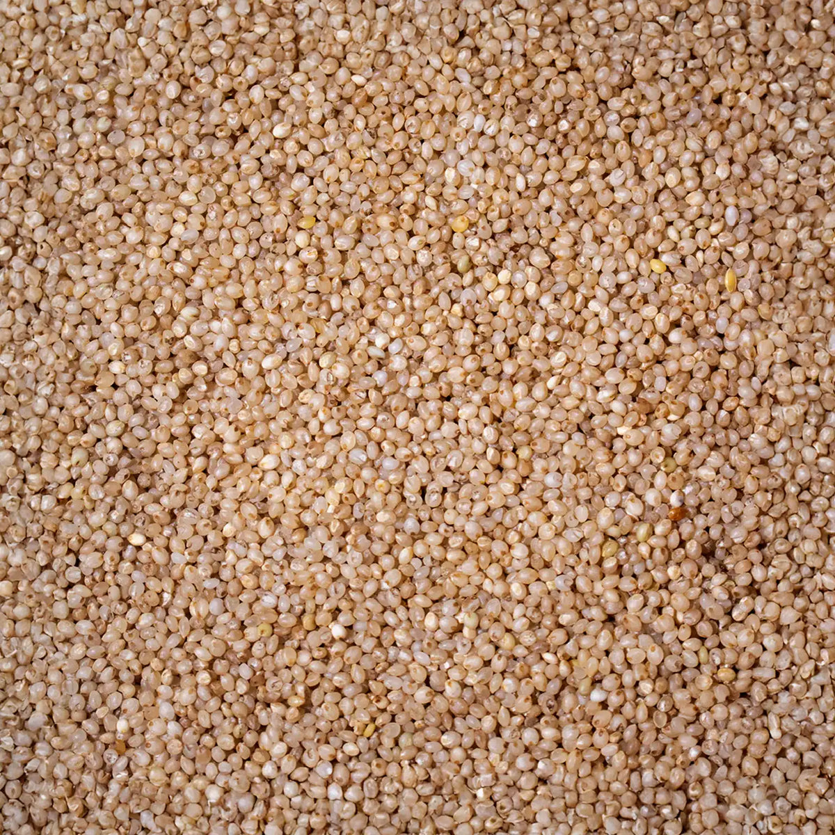 Little Millet - Samai