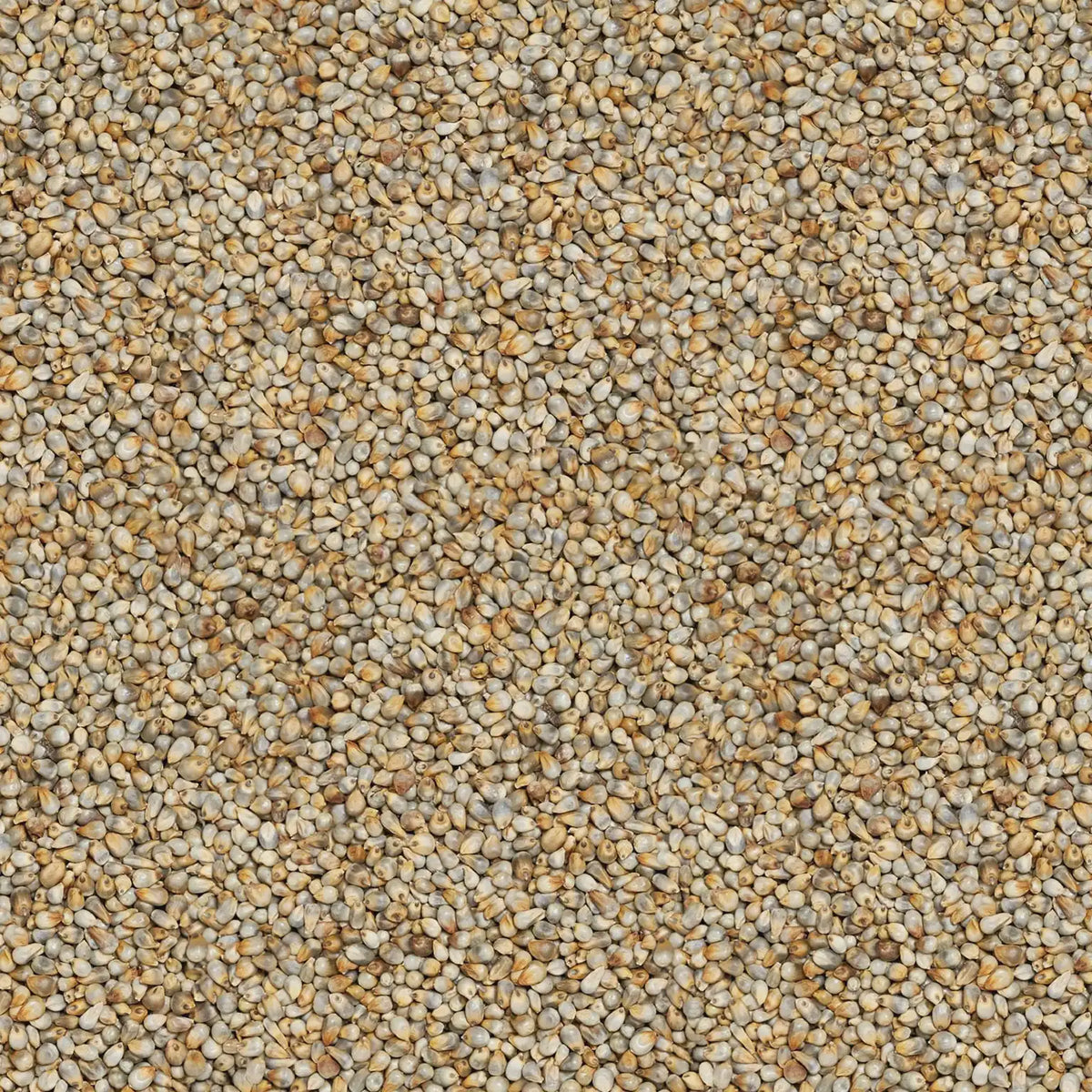 Native Pearl Millet - Nattu Kambu