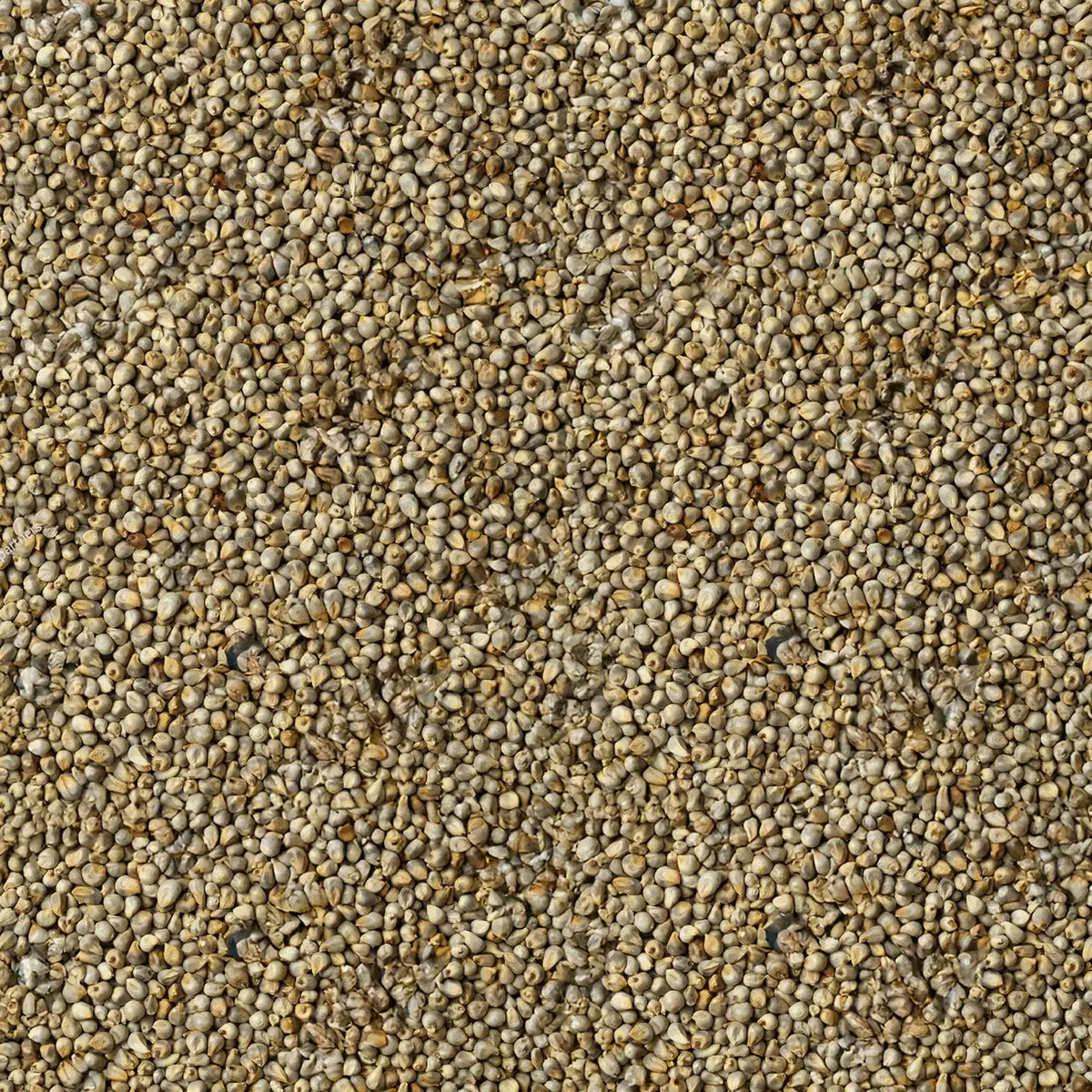 Pearl Millet - Kambu