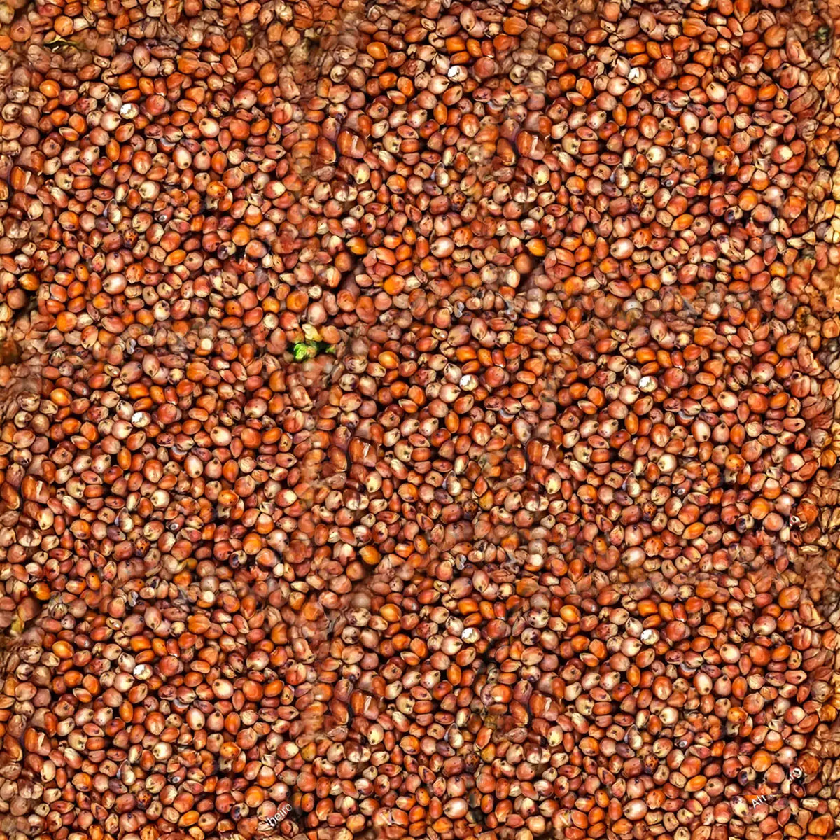Red Sorghum - Red Cholam