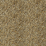 Pearl Millet - Kambu