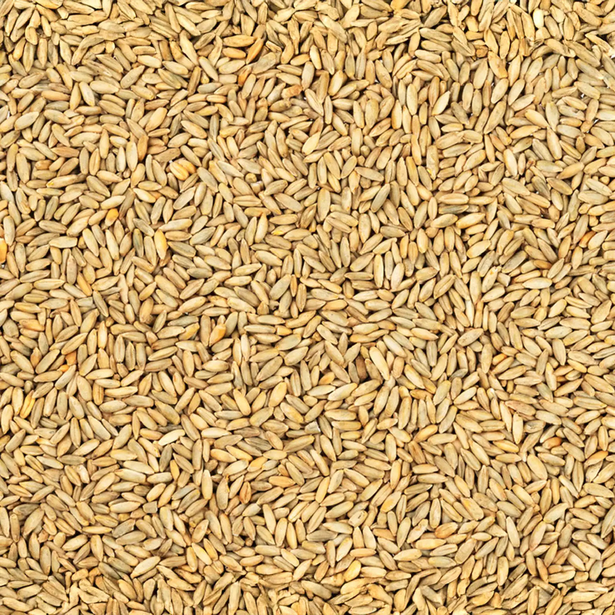 Wheat - Godhumai