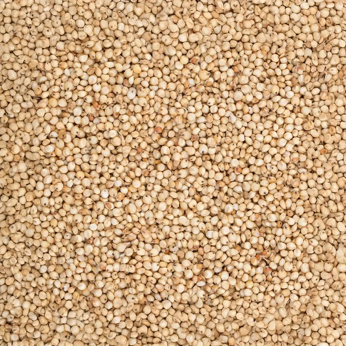 White Sorghum - White Cholam